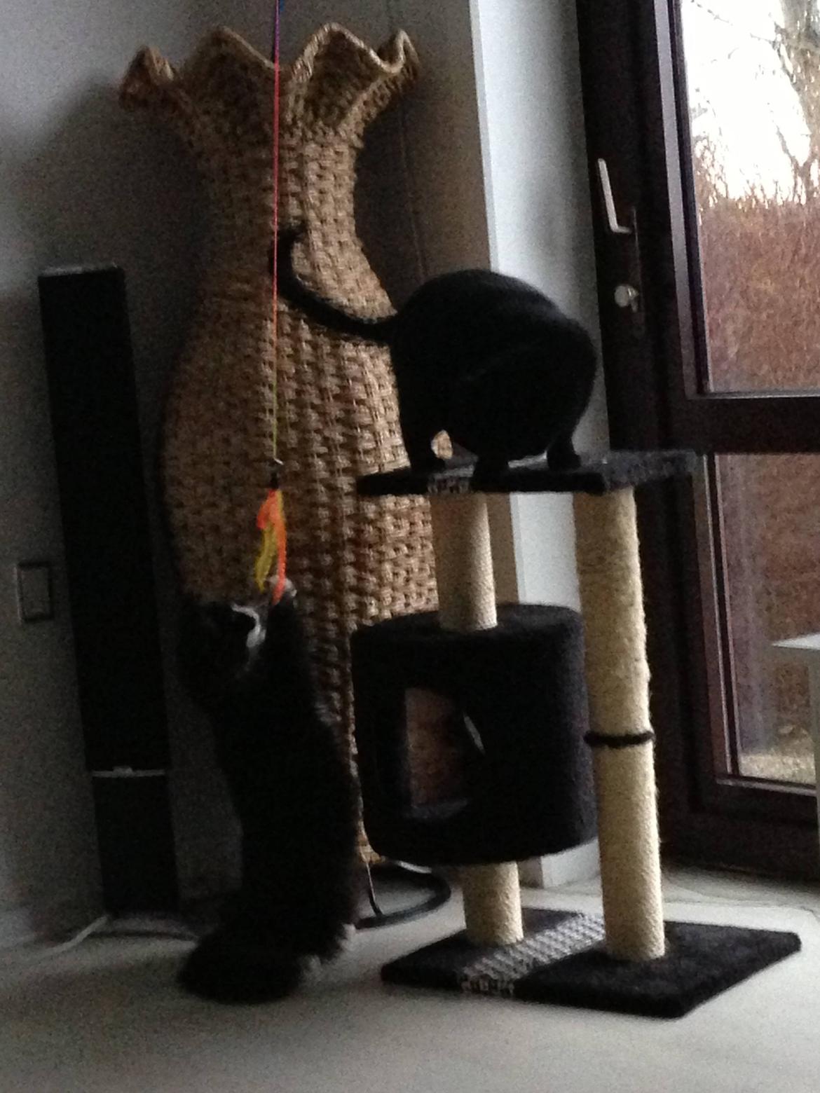 Maine Coon Misha billede 14