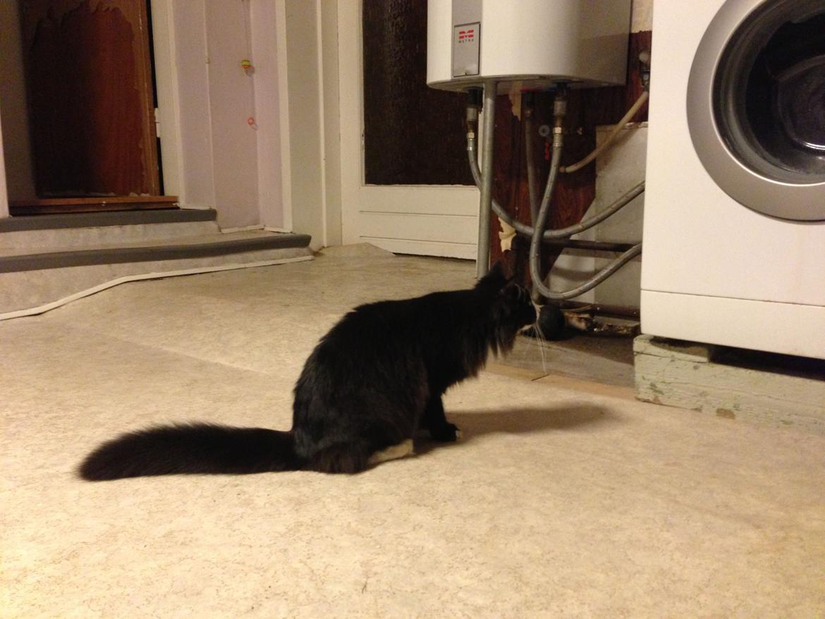 Maine Coon Misha billede 8