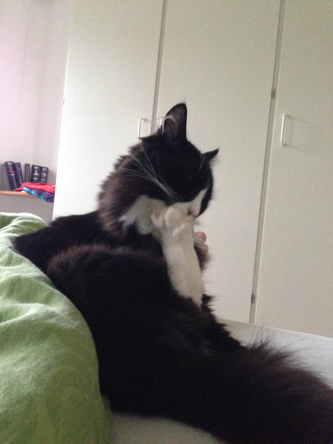 Maine Coon Misha billede 9