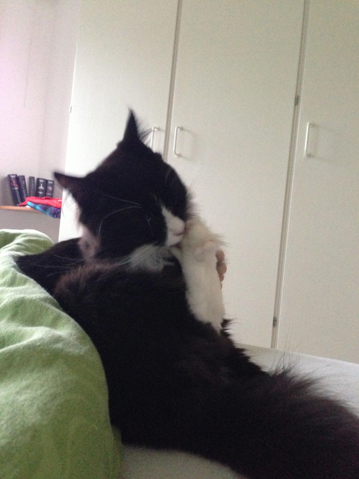 Maine Coon Misha billede 10