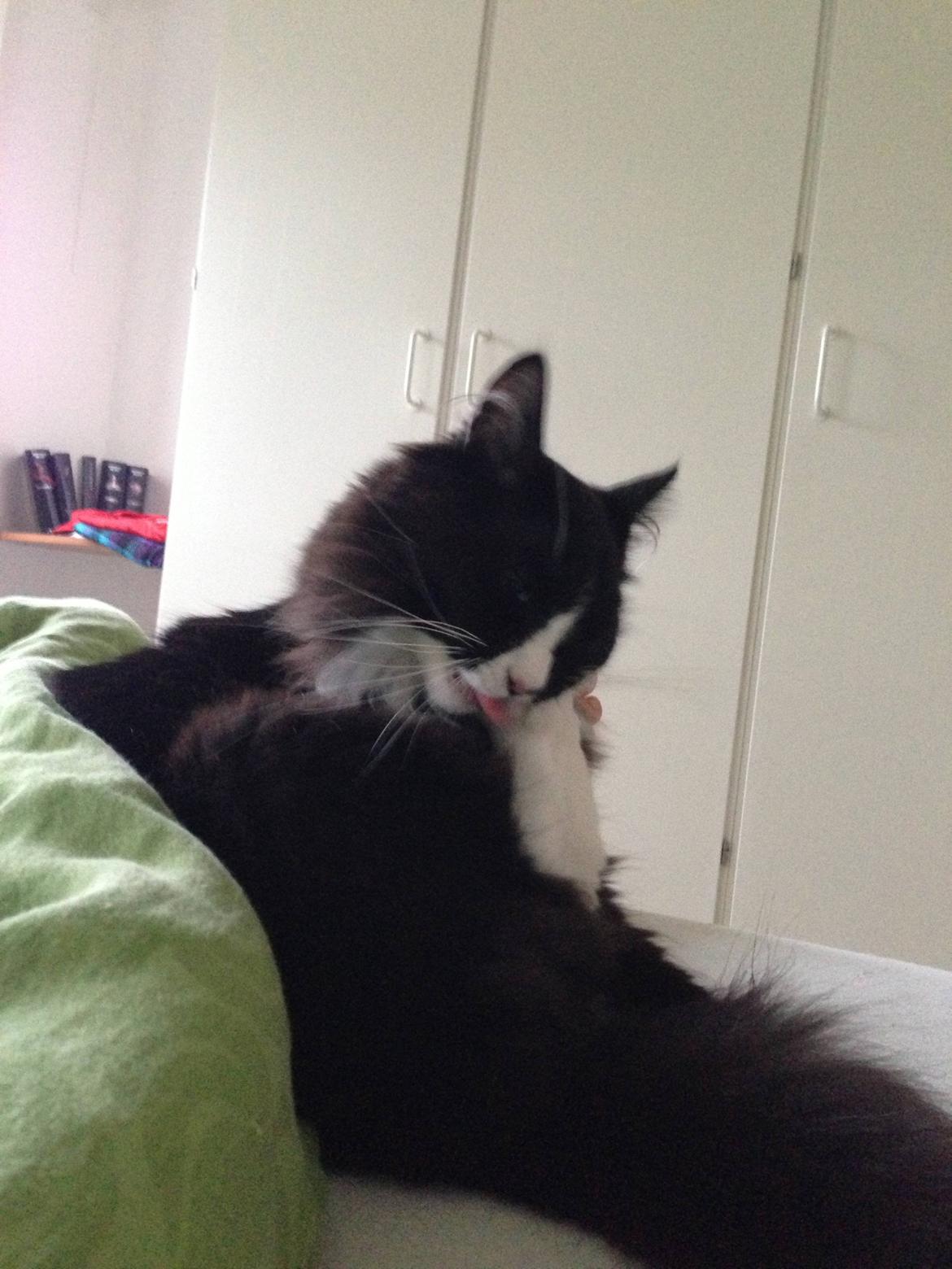 Maine Coon Misha billede 11