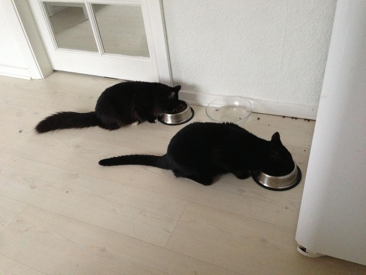 Maine Coon Misha billede 12