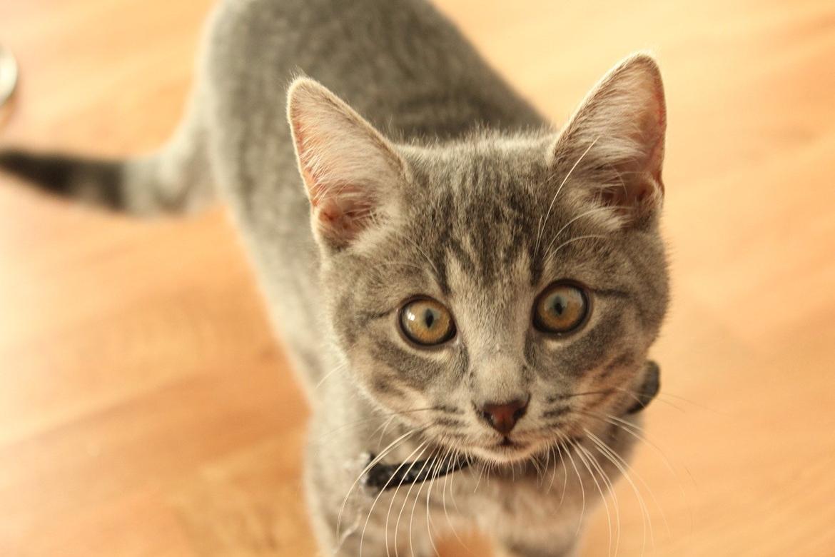 Blanding af racer Kili billede 6