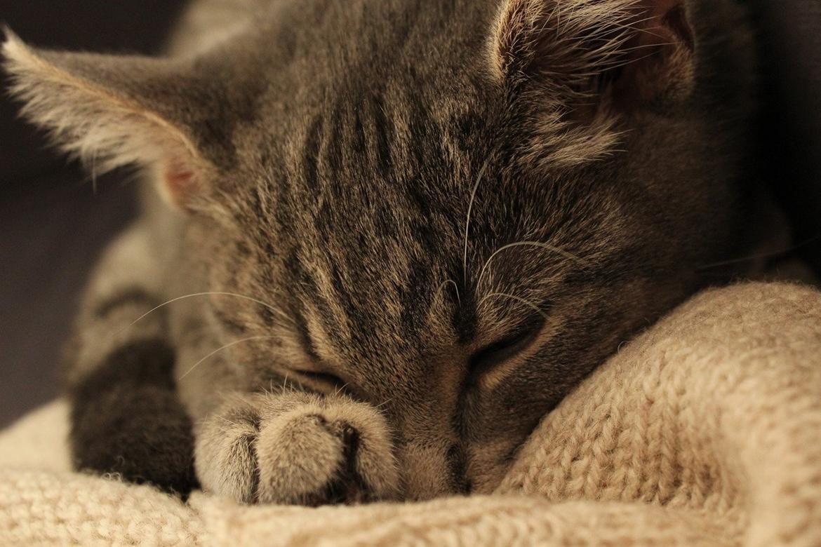 Blanding af racer Kili billede 7