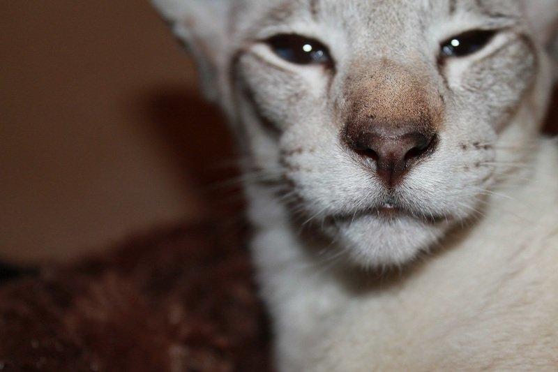 Siameser Haslund's Djencis Khan/Sahko billede 1