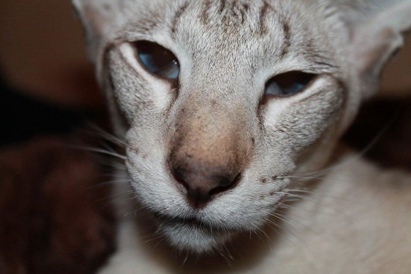 Siameser Haslund's Djencis Khan/Sahko billede 2