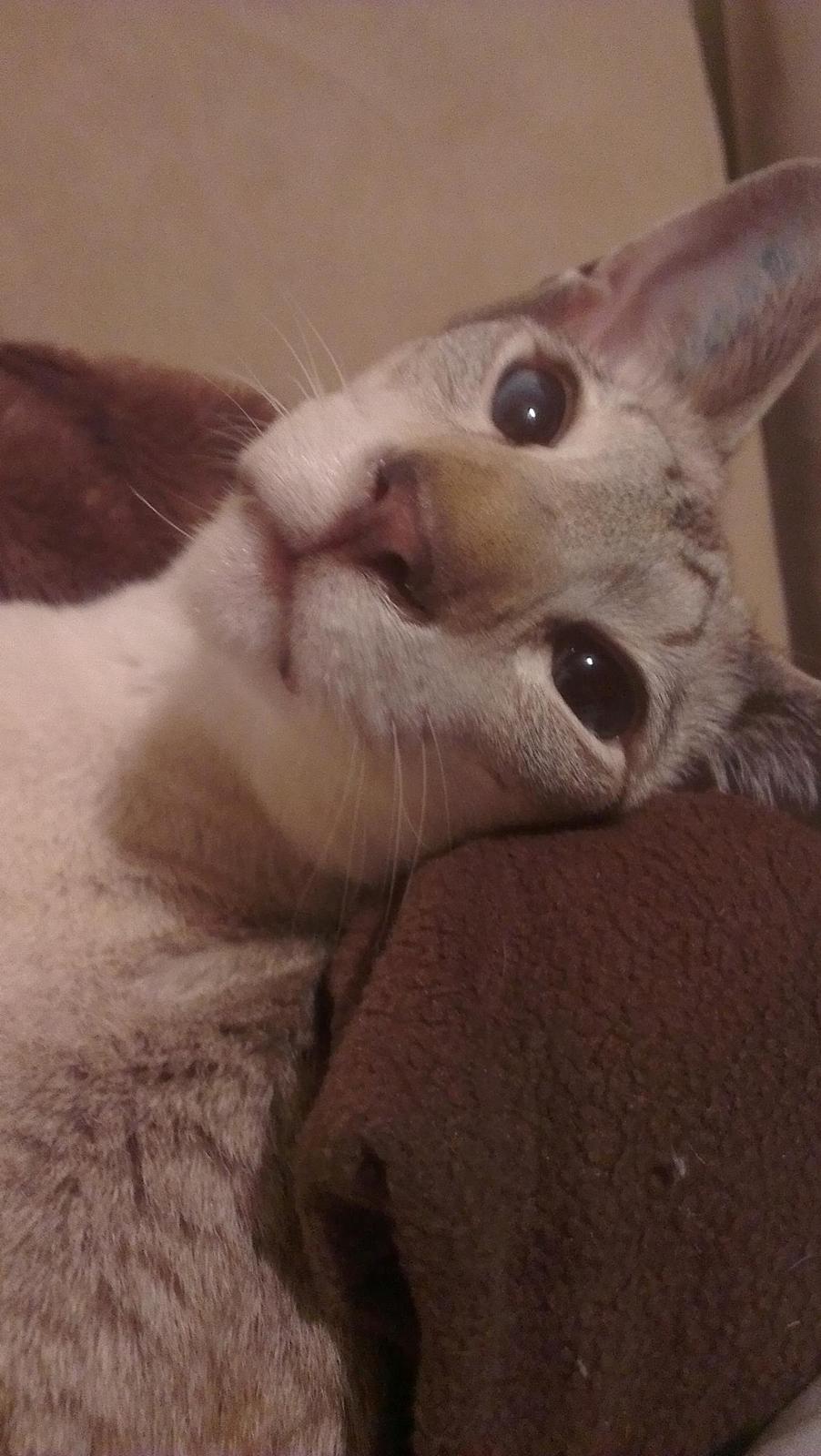 Siameser Haslund's Djencis Khan/Sahko billede 3