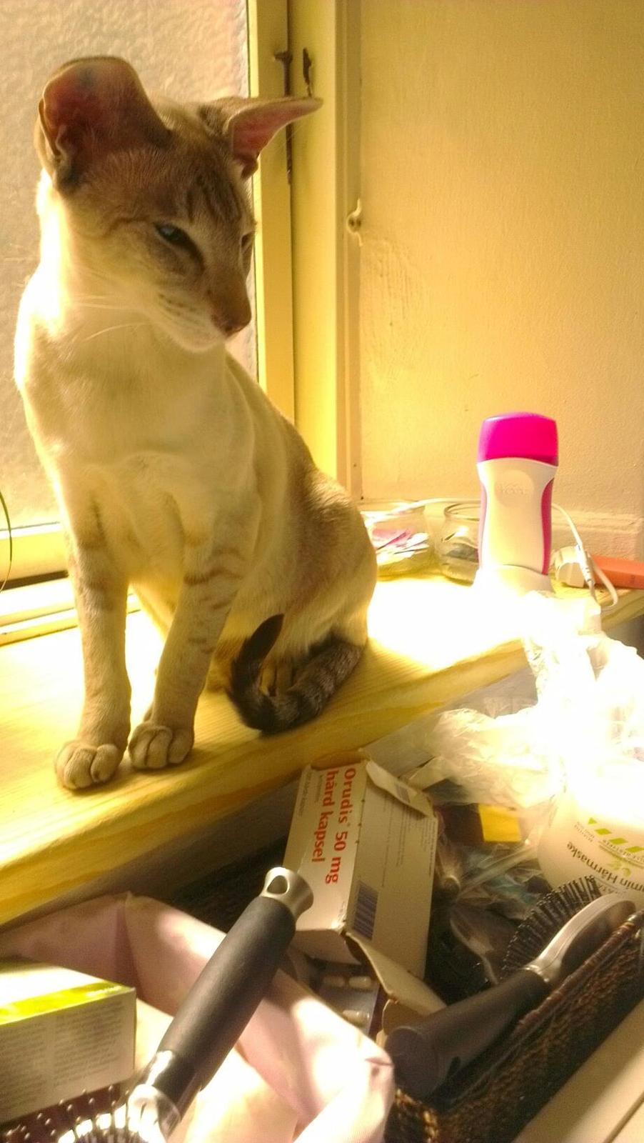 Siameser Haslund's Djencis Khan/Sahko billede 5