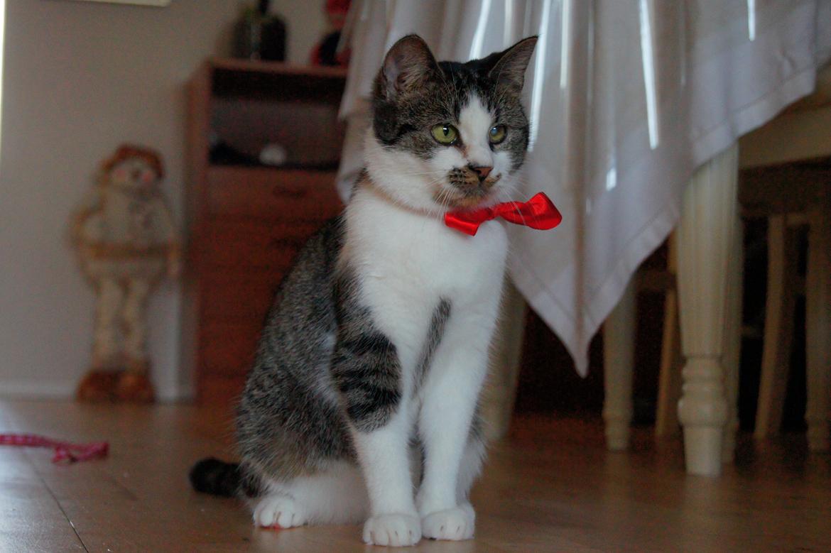 Huskat Mille billede 16