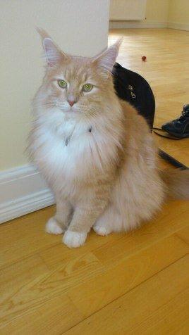 Maine Coon Samson billede 12