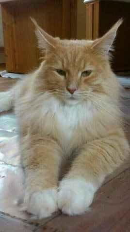 Maine Coon Samson billede 13
