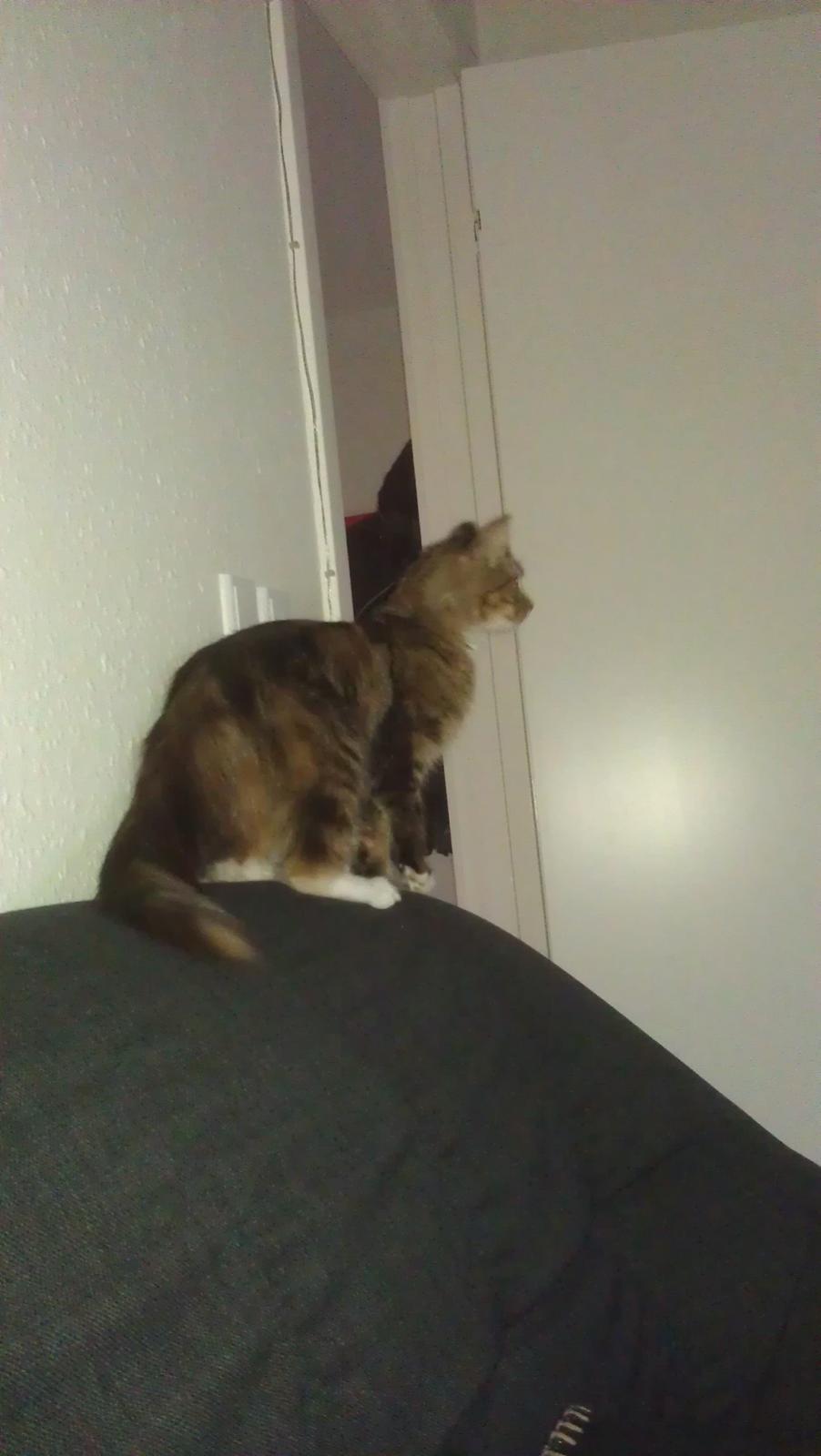 Blanding af racer Mounique - velkommen til Mounique's profil. Dagen derpå hvor jeg havde hentet hende. billede 1