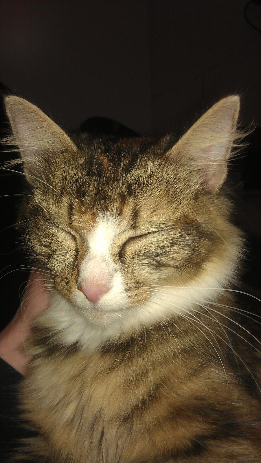 Blanding af racer Mounique - Hun ligger og putter i armene på mig. billede 2