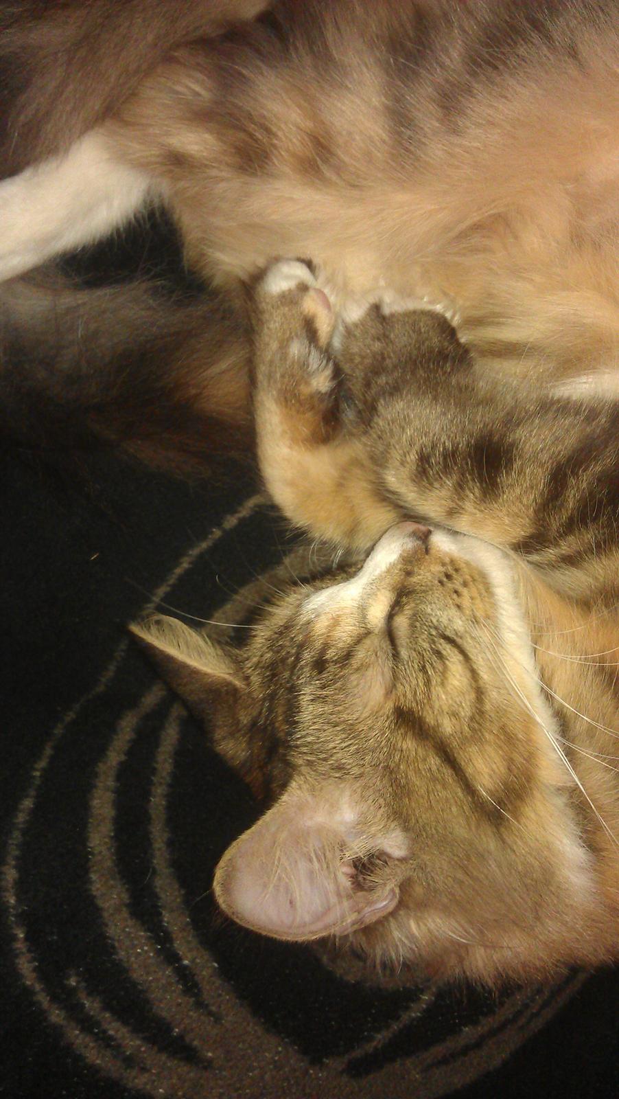 Blanding af racer Mounique billede 4