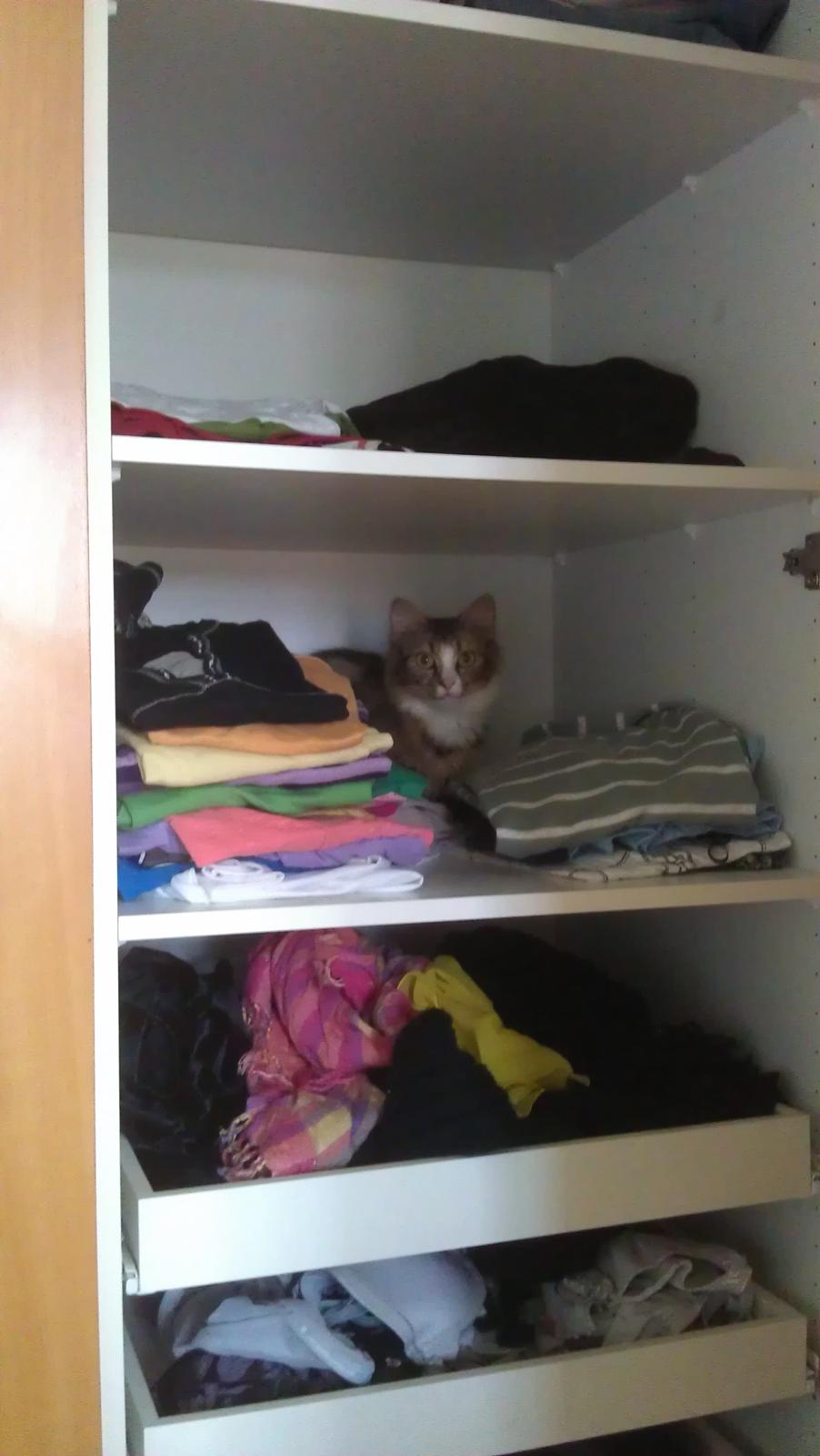 Blanding af racer Mounique - det er bare så hyggeligt, at ligge i mors tøjskab. billede 5