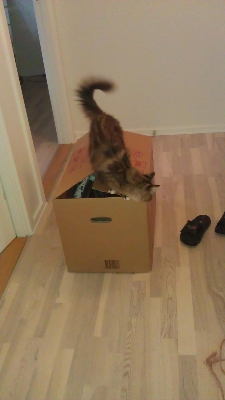 Blanding af racer Mounique - uhh min kasse med julepynt, den var bare lige sagen. billede 7