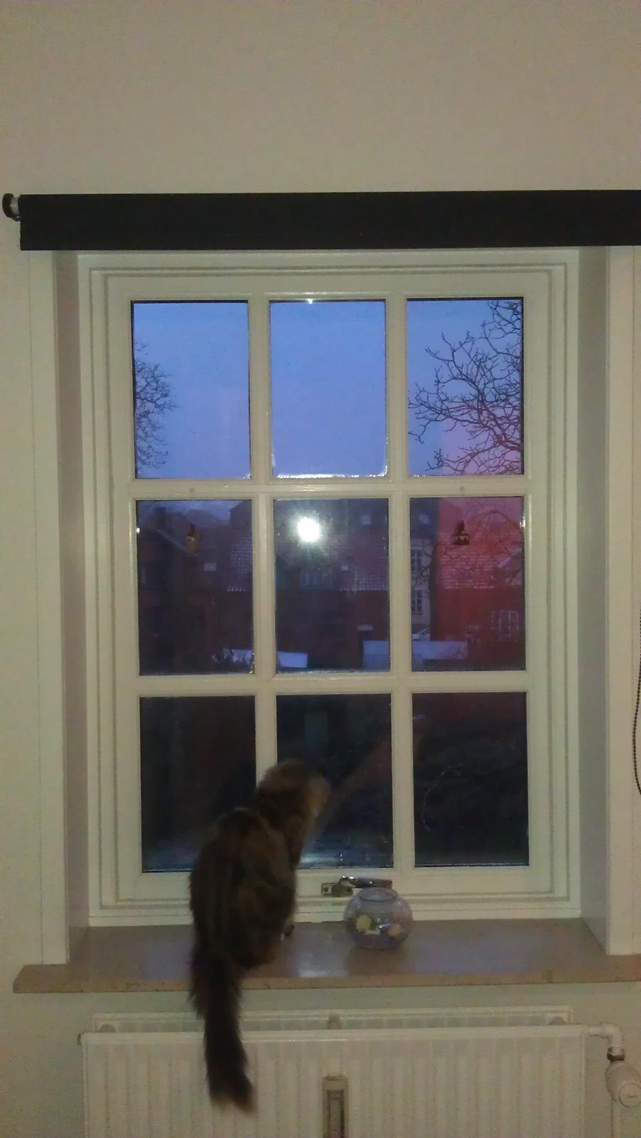 Blanding af racer Mounique - Mon der sker noget spændende udenfor? billede 8