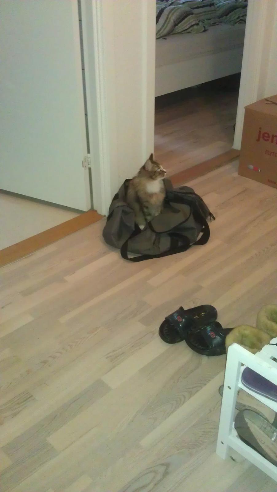 Blanding af racer Mounique - Sportstasker kan også bruges, til at lege i. billede 9