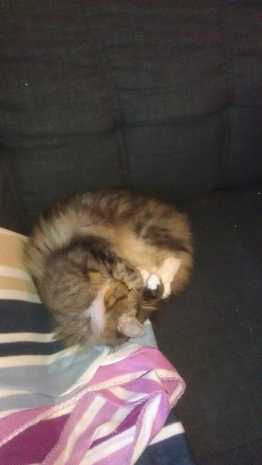 Blanding af racer Mounique - mmm det er ddejligt på tæppet. billede 10