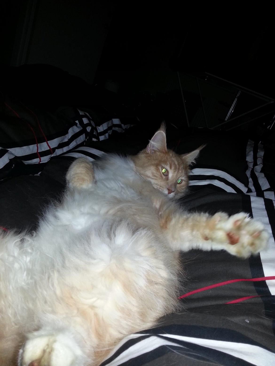 Maine Coon Samson - Her er det godt og være.. en time efter jeg var kommet hjem med skønne samson... nov.2012 billede 1