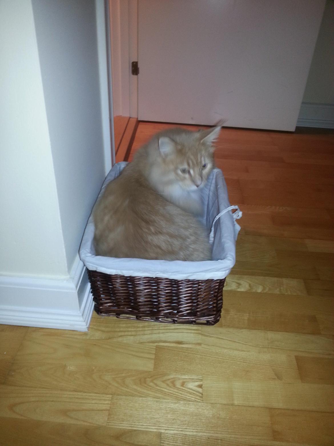 Maine Coon Samson billede 2