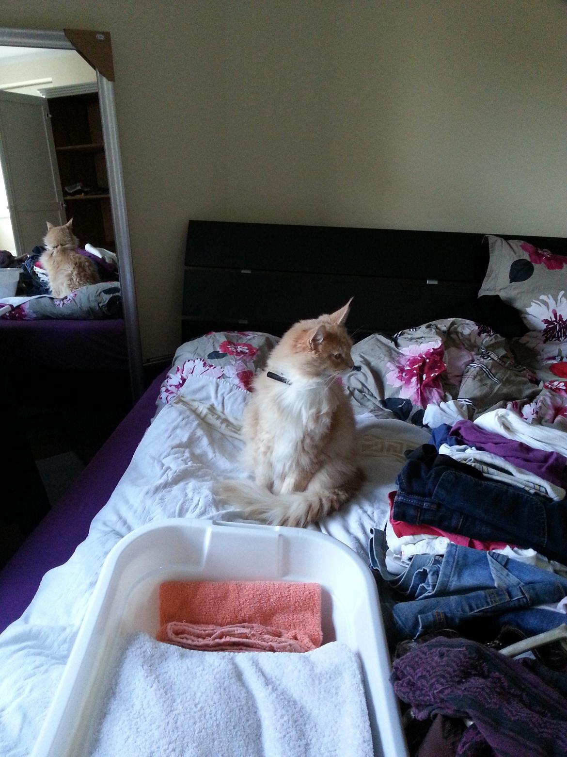 Maine Coon Samson - var ved at sortere tøj, her ses samson sidende i sin meget nysgerri stilling :) billede 3