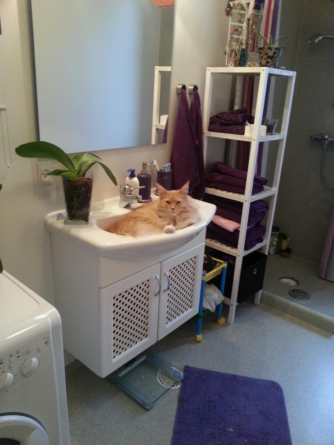 Maine Coon Samson - Ynglings liggested håndvasken :) billede 4