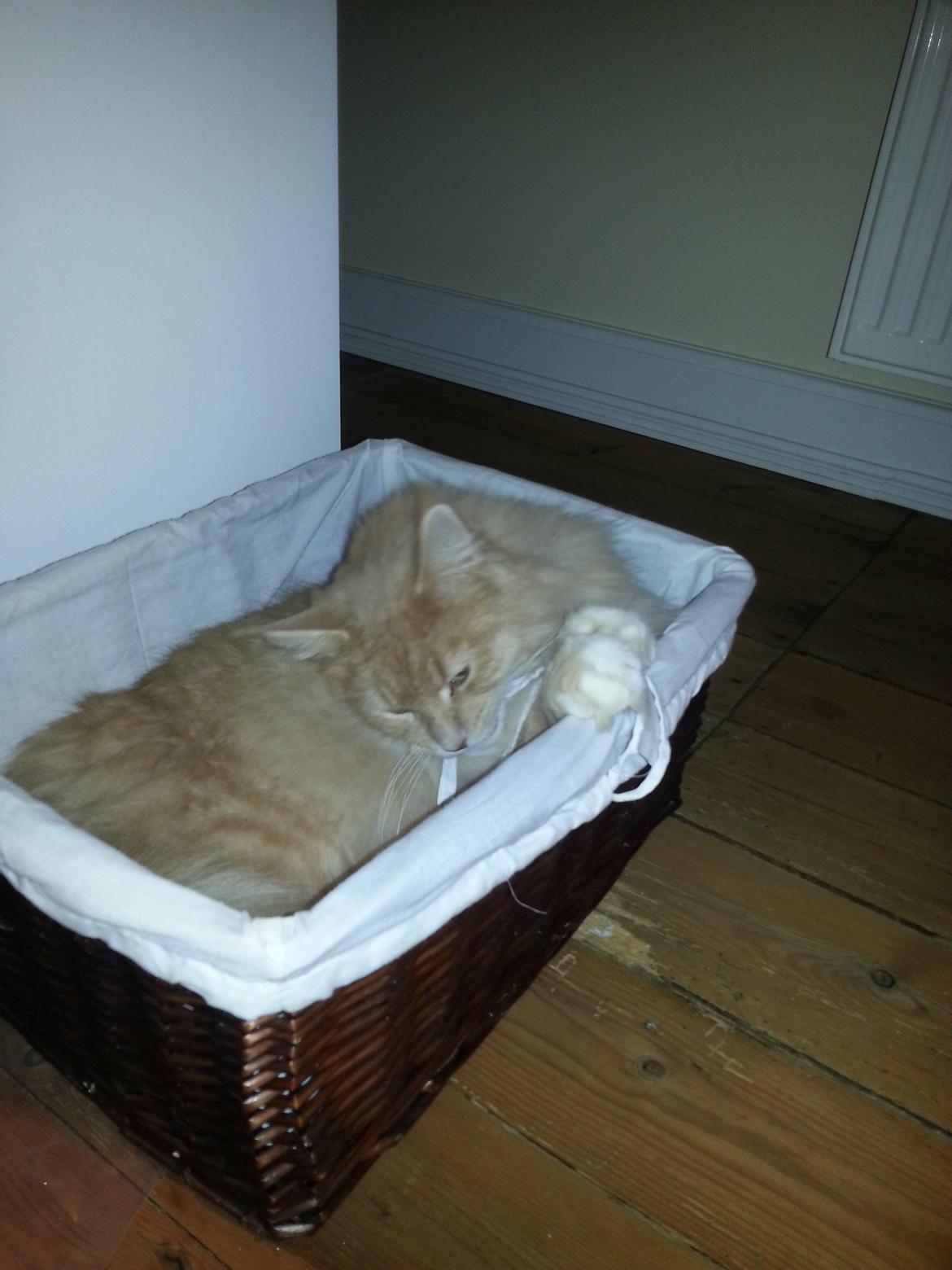 Maine Coon Samson - NEEEJ en sløjfe den må jeg da kunne lege med... billede 5