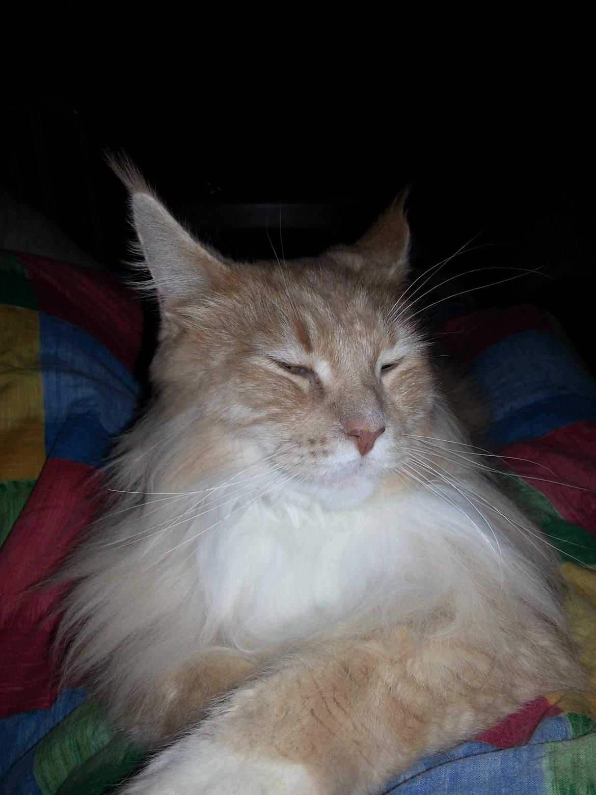 Maine Coon Samson - 25 dec 2012 meget træt efter og ave været med hjemme ved mine forældre :) billede 6