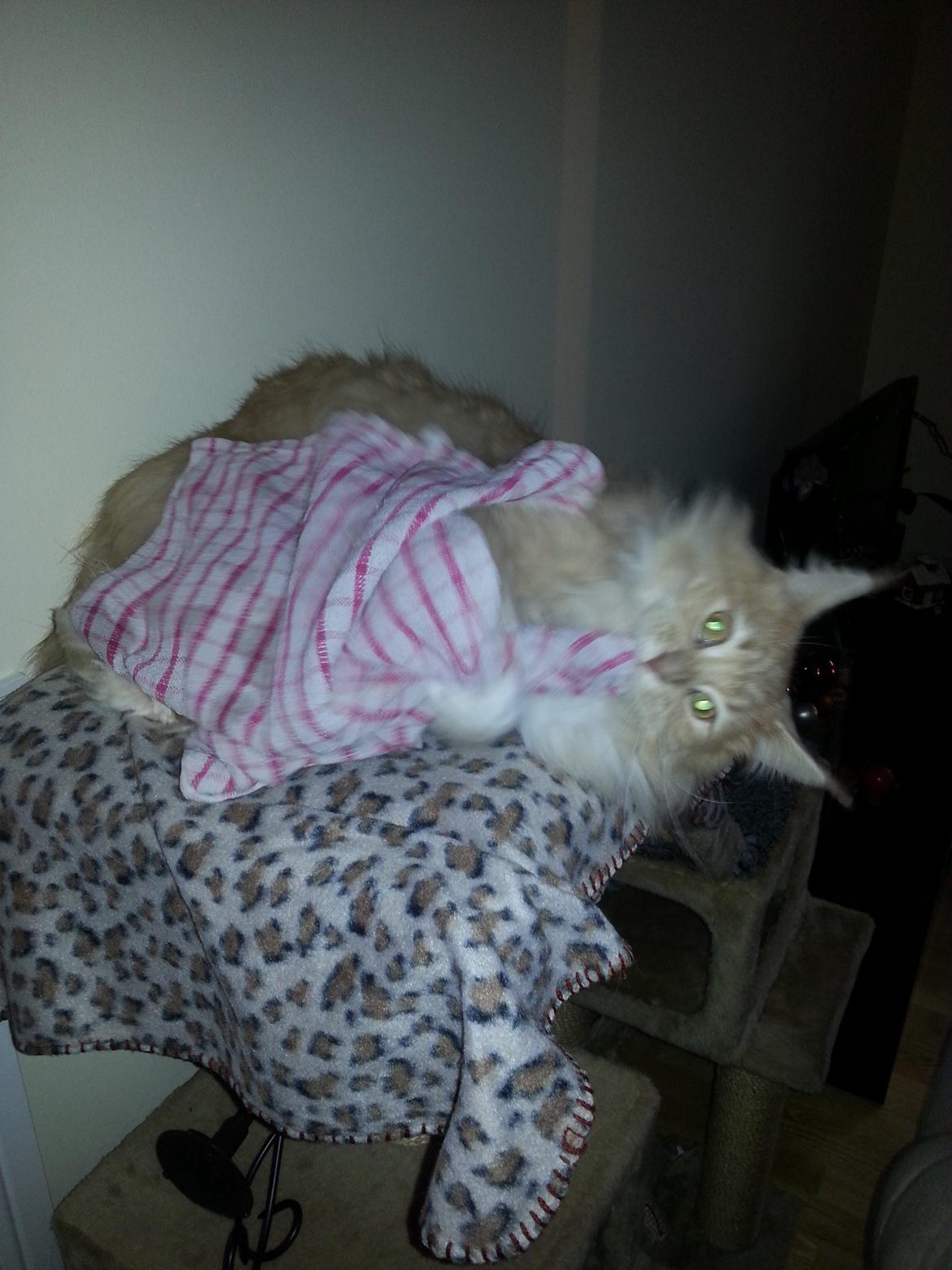 Maine Coon Samson - dec 2012.. stjæler lige det viskestykke min ejer har stillet kagedåserne til tørre på, det opdager hun ikke :P billede 9