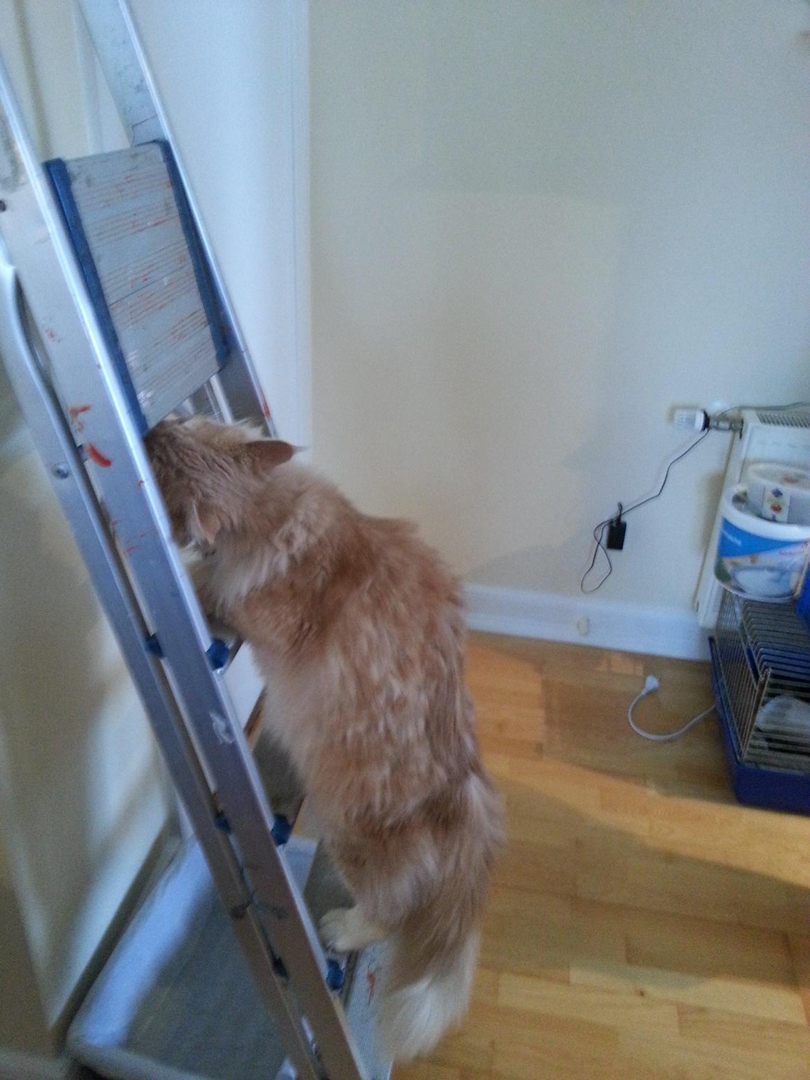 Maine Coon Samson - En trappestige er det legetøj? billede 8