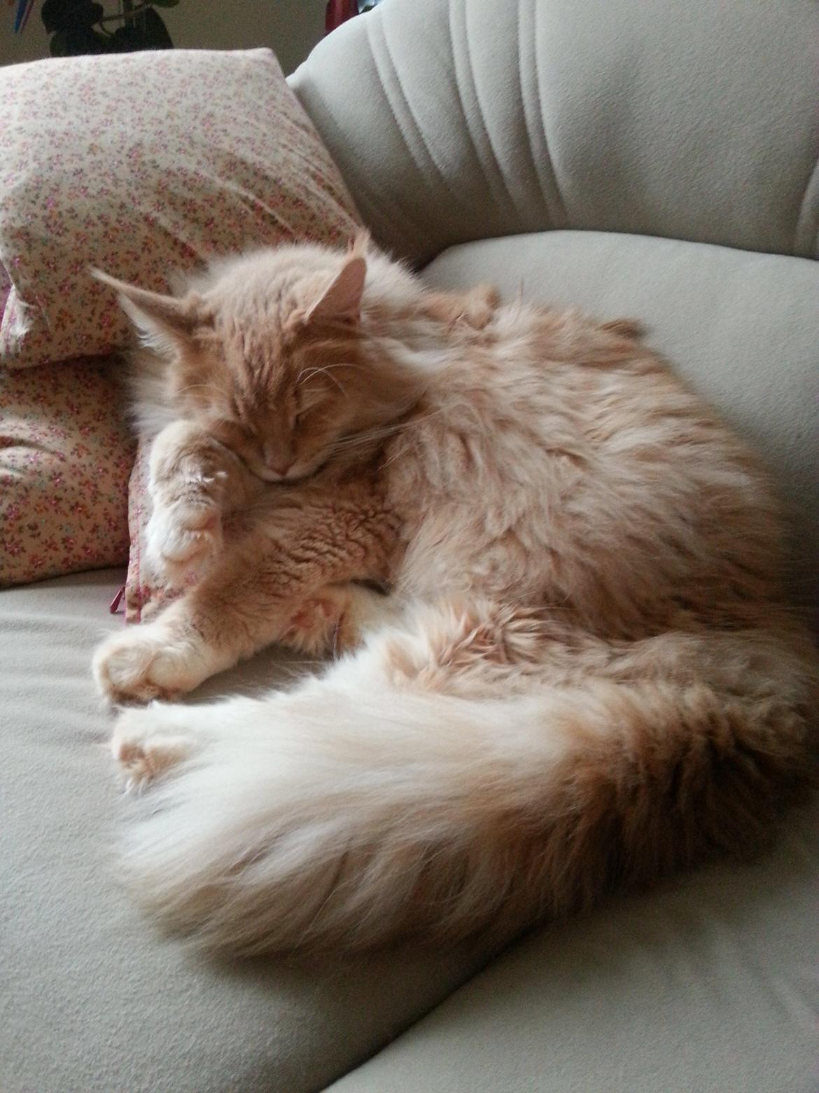 Maine Coon Samson billede 7