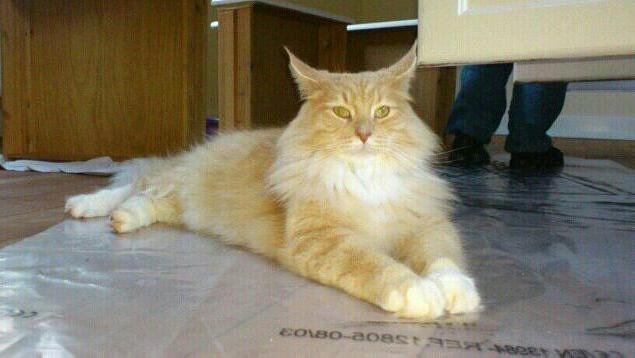 Maine Coon Samson - En løve der forstår og posere;) billede 11