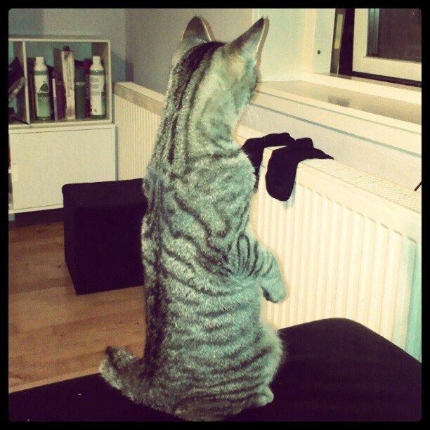 Huskat Felix Rex (himmelkat) - Desmerdyret Felix <3  billede 19