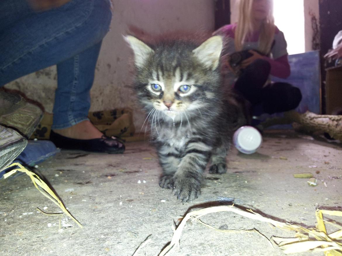 Blanding af racer Anouk billede 2