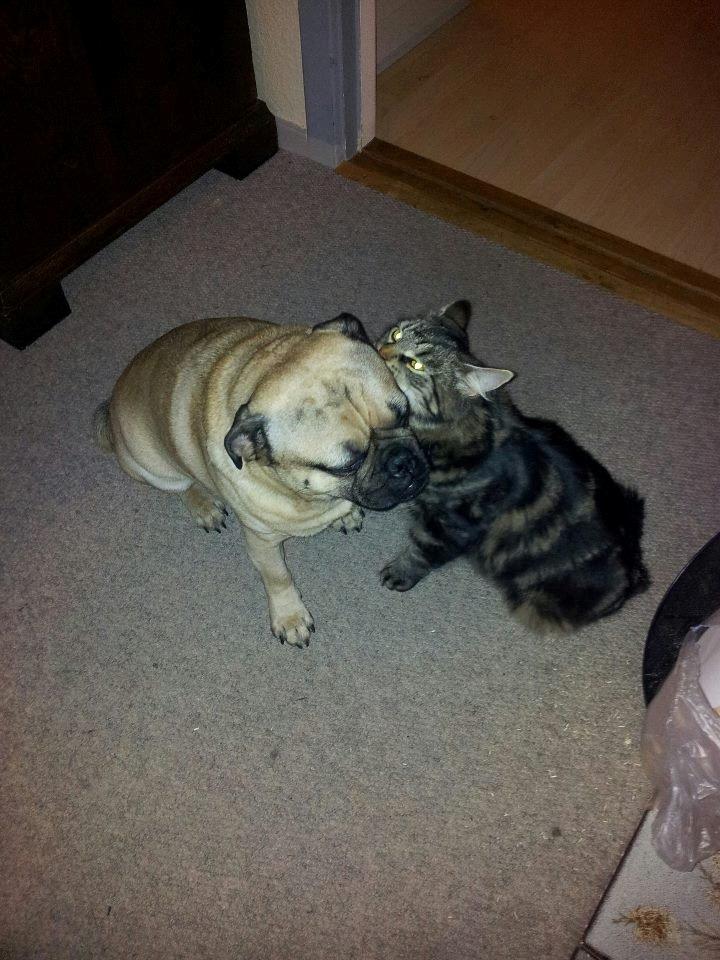 Blanding af racer Anouk billede 6