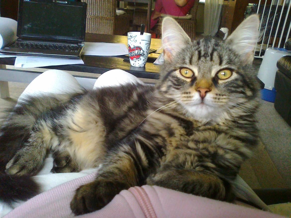 Blanding af racer Anouk billede 7