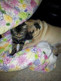 Blanding af racer Anouk billede 8