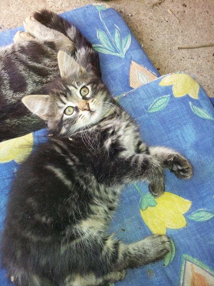 Blanding af racer Anouk billede 9