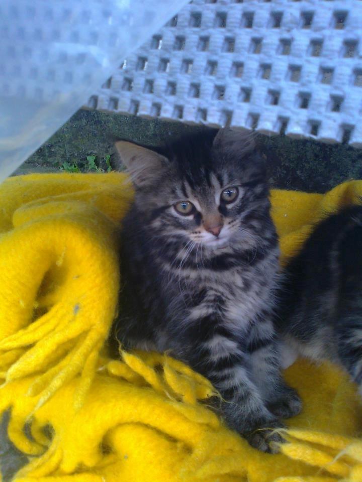 Blanding af racer Anouk billede 1