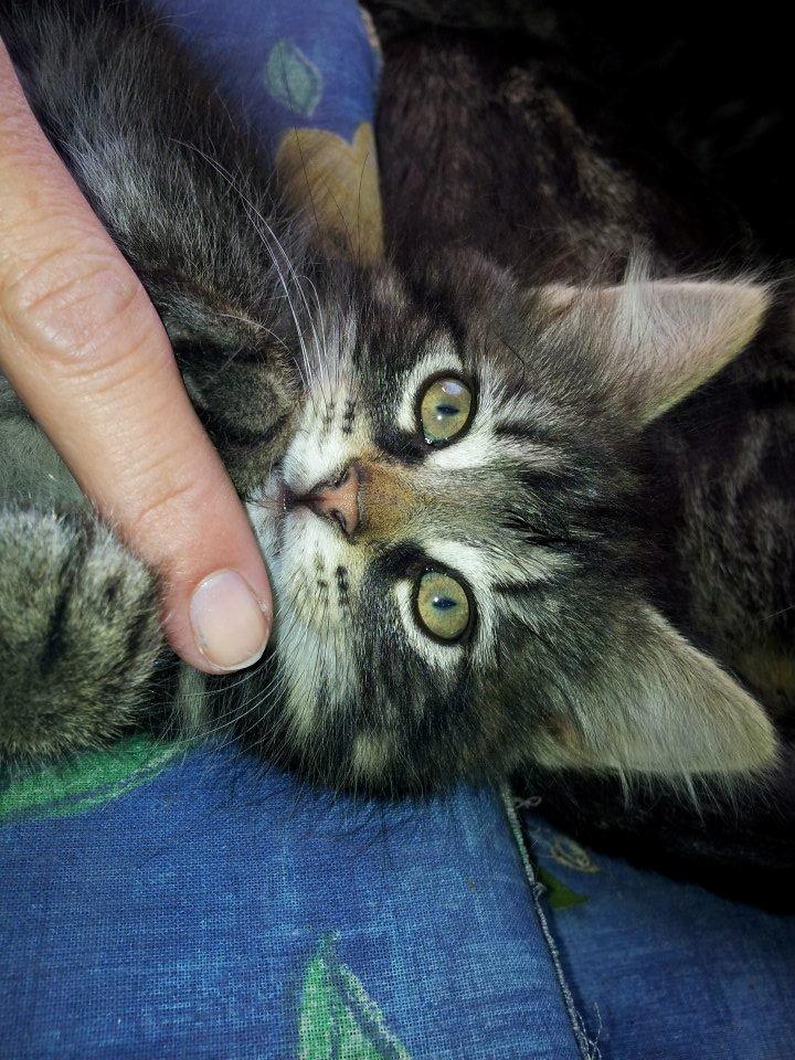 Blanding af racer Anouk billede 4