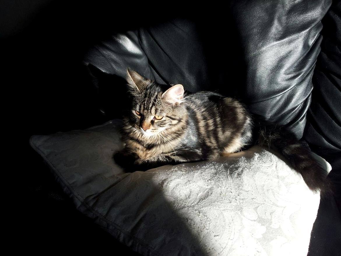 Blanding af racer Anouk billede 10