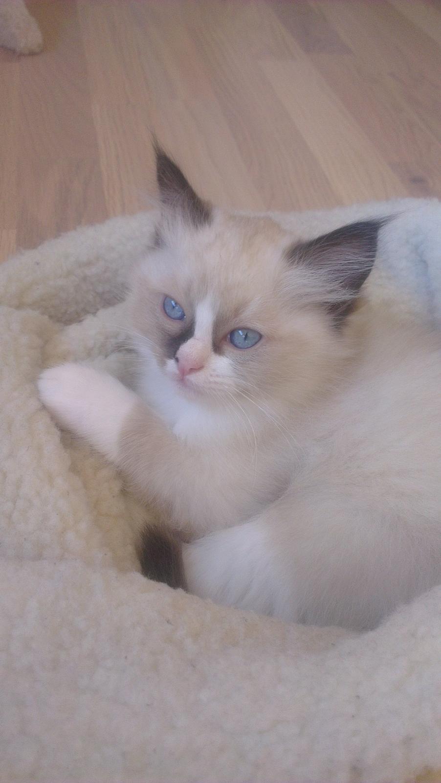 Ragdoll Misser billede 6