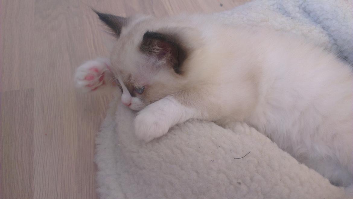 Ragdoll Misser billede 7