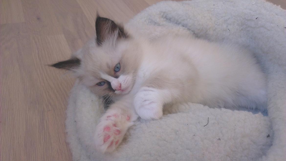 Ragdoll Misser billede 8