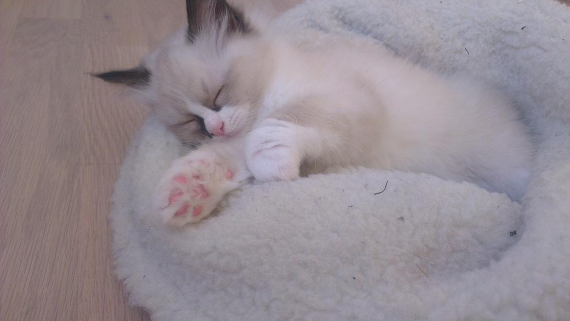 Ragdoll Misser billede 9