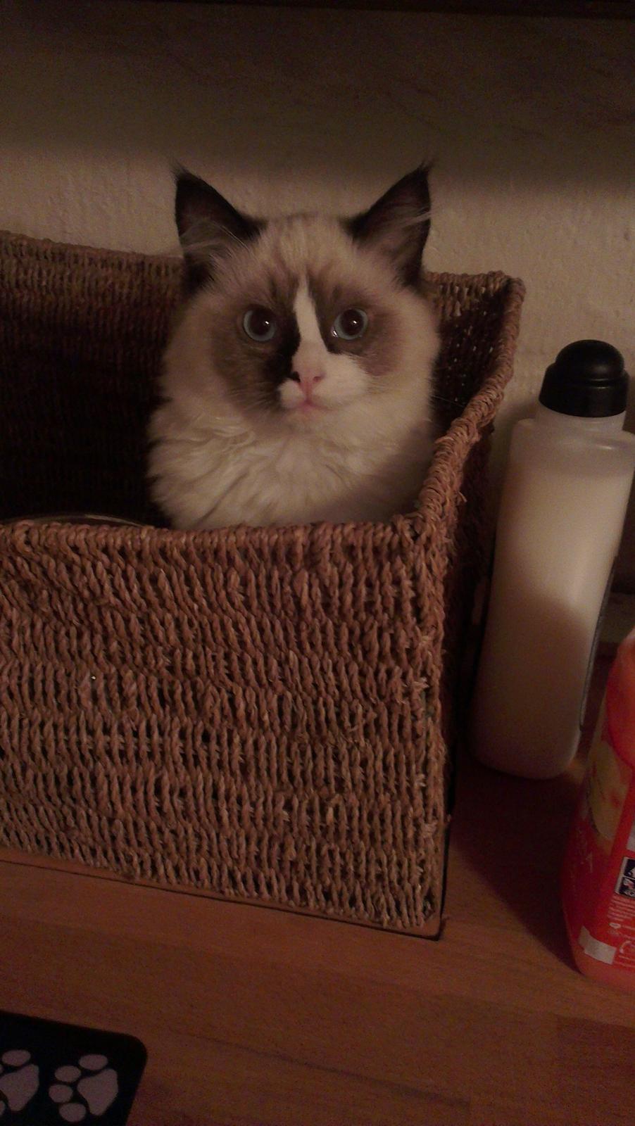 Ragdoll Misser billede 10