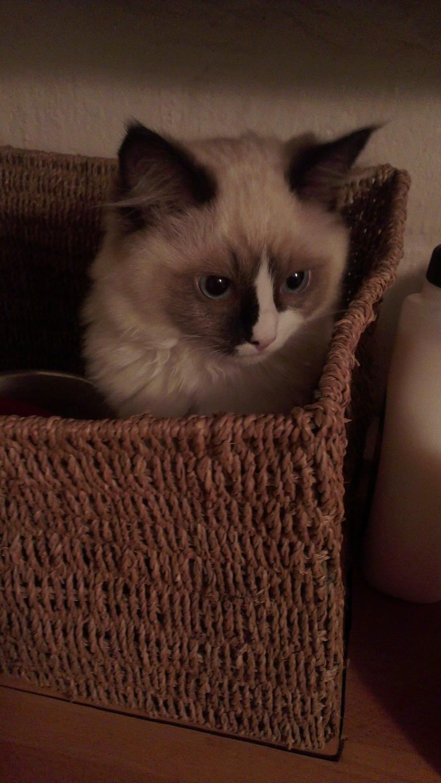 Ragdoll Misser billede 11