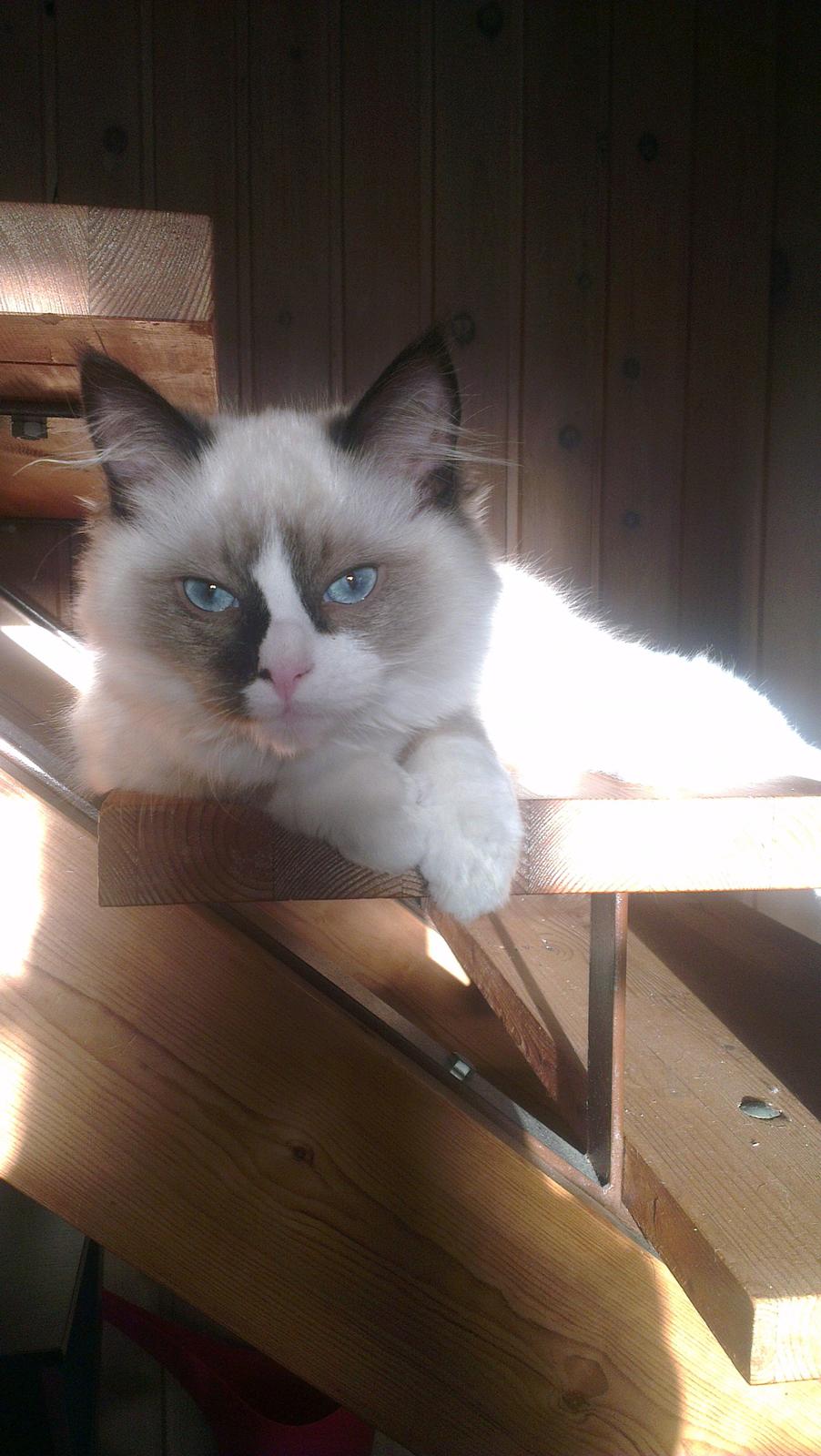 Ragdoll Misser billede 12