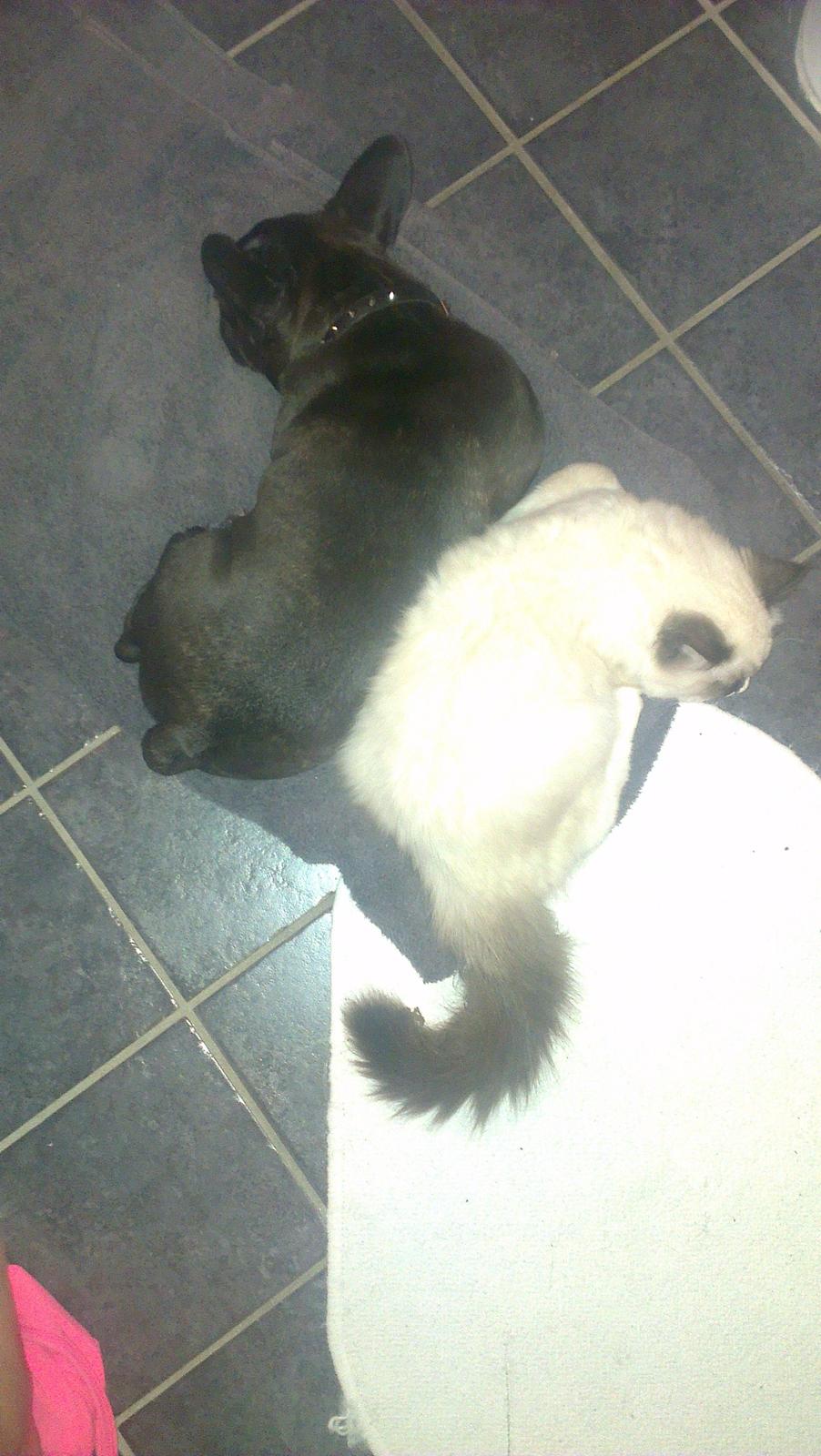 Ragdoll Misser billede 13